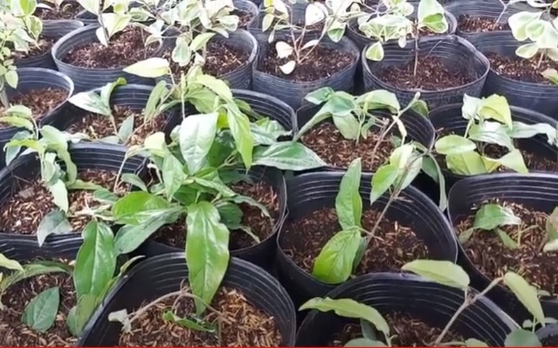 cây giống tiêu lốt giâm hom Ngon Farm Tuy Phong tiêu lốp